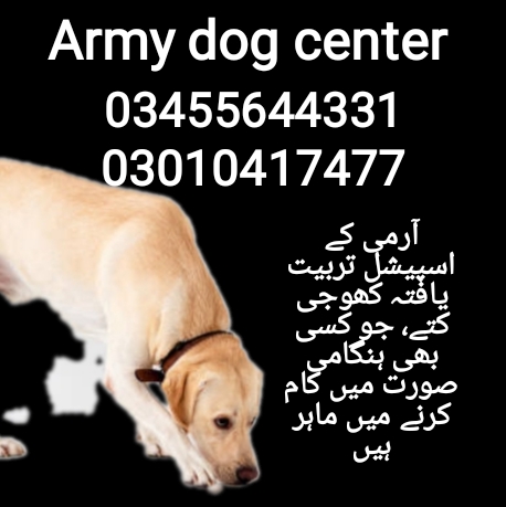 Army dog center 03455644331 (khoji dogs)
