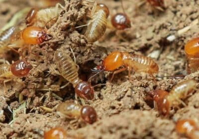 termite-treatment