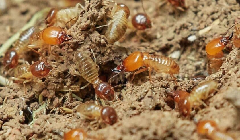 termite-treatment