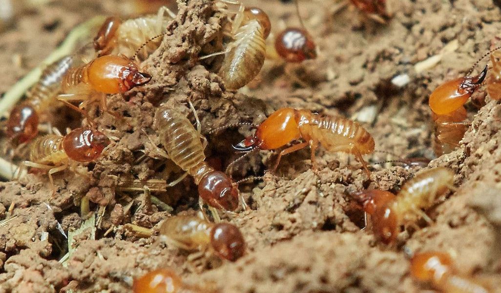 termite-treatment