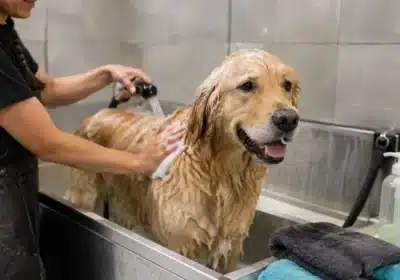 dog-wash-monrovia