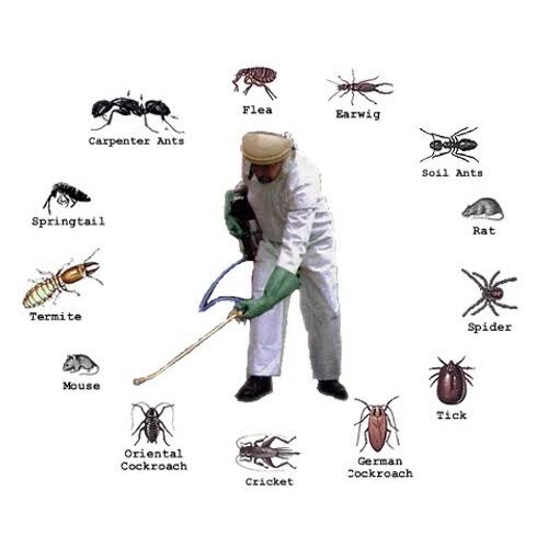 Pest Control Services in Karachi